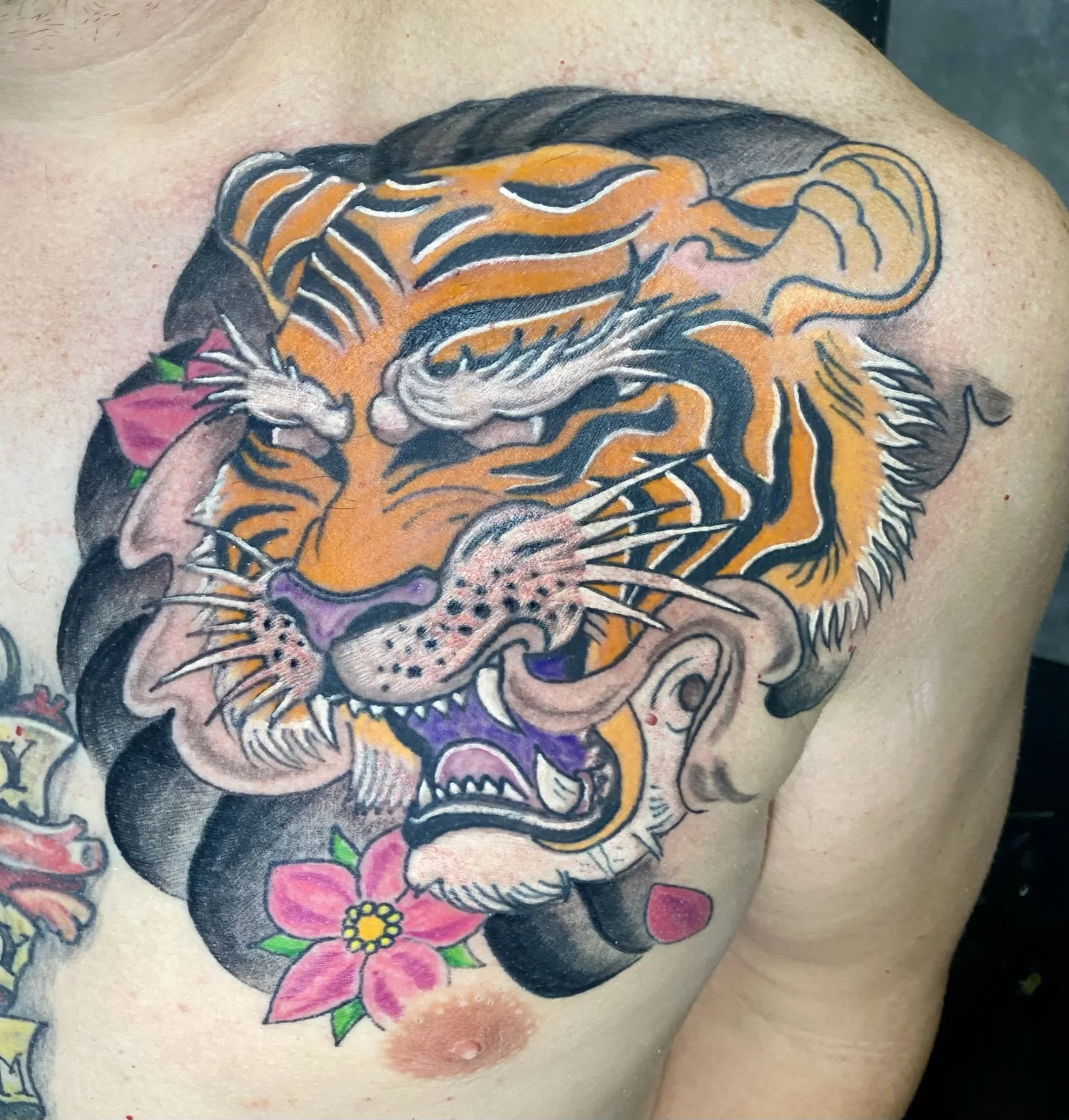Bold color traditional tiger shoulder tattoo by Josh Poindexter